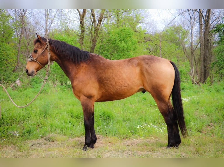 American Quarter Horse Wałach 13 lat 145 cm Jelenia in Hillsboro KY