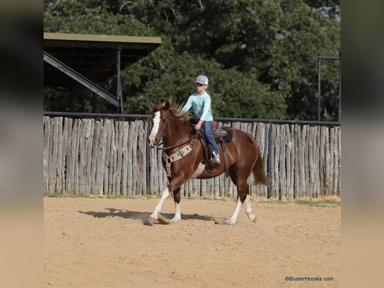 American Quarter Horse Wałach 13 lat 147 cm Ciemnokasztanowata in Weatherford TX