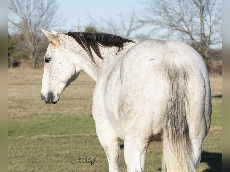 American Quarter Horse Wałach 13 lat 147 cm Siwa in Ravenna, TX