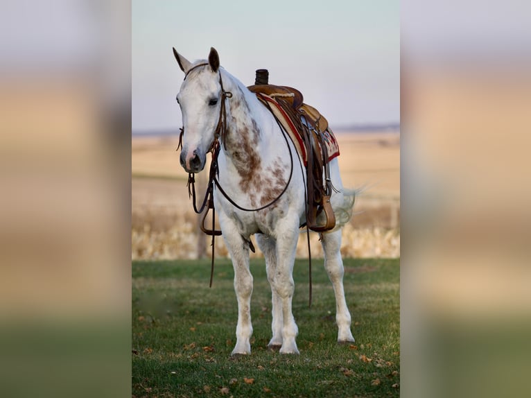 American Quarter Horse Wałach 13 lat 147 cm Siwa in Bernard IA