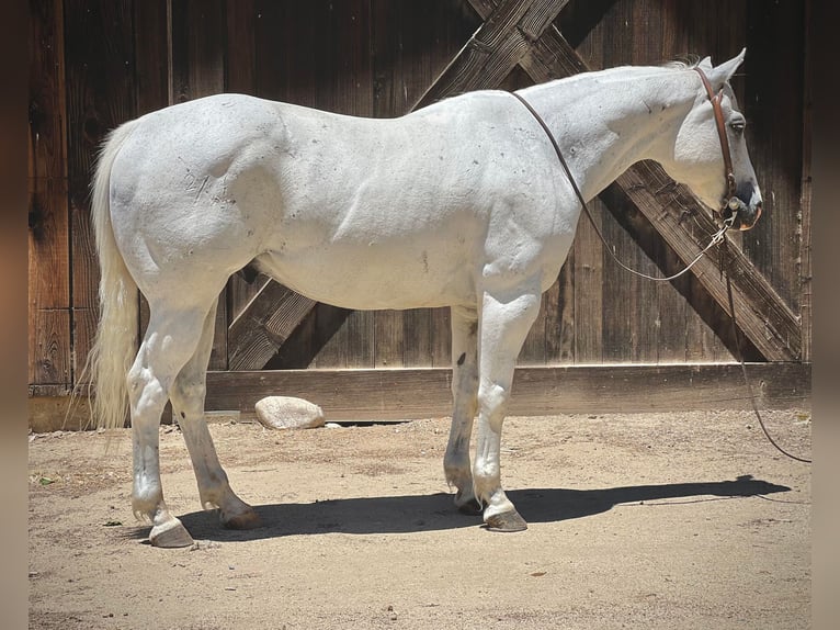 American Quarter Horse Wałach 13 lat 147 cm Siwa in Paso Robles CA