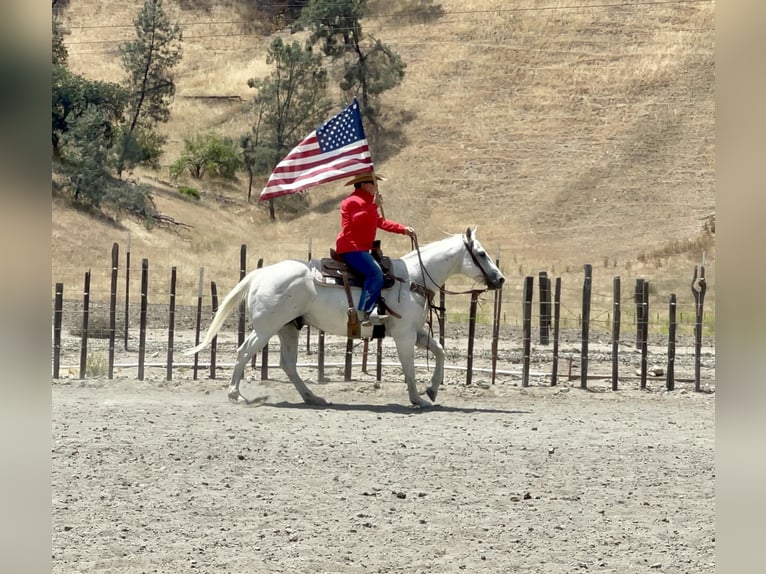 American Quarter Horse Wałach 13 lat 147 cm Siwa in Paso Robles CA