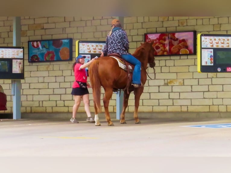 American Quarter Horse Wałach 13 lat 150 cm Cisawa in Stephenville TX