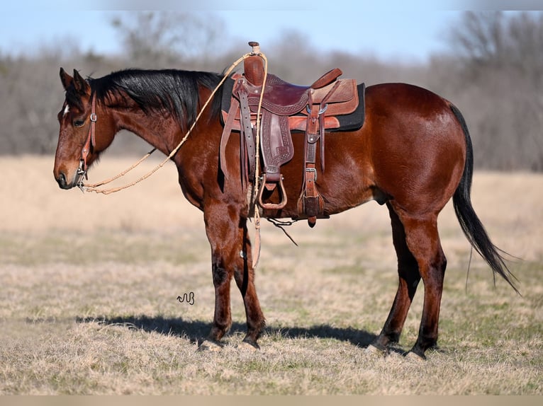 American Quarter Horse Wałach 13 lat 150 cm Gniada in Kaufman