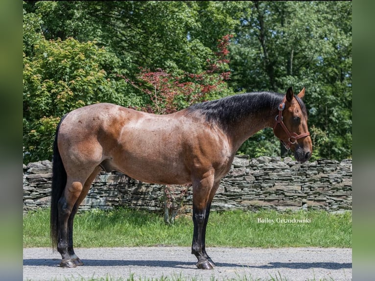 American Quarter Horse Wałach 13 lat 150 cm Gniadodereszowata in Everett PA