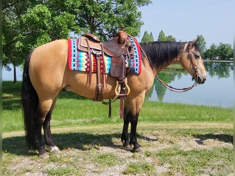 American Quarter Horse Wałach 13 lat 150 cm Jelenia in Robards, KY