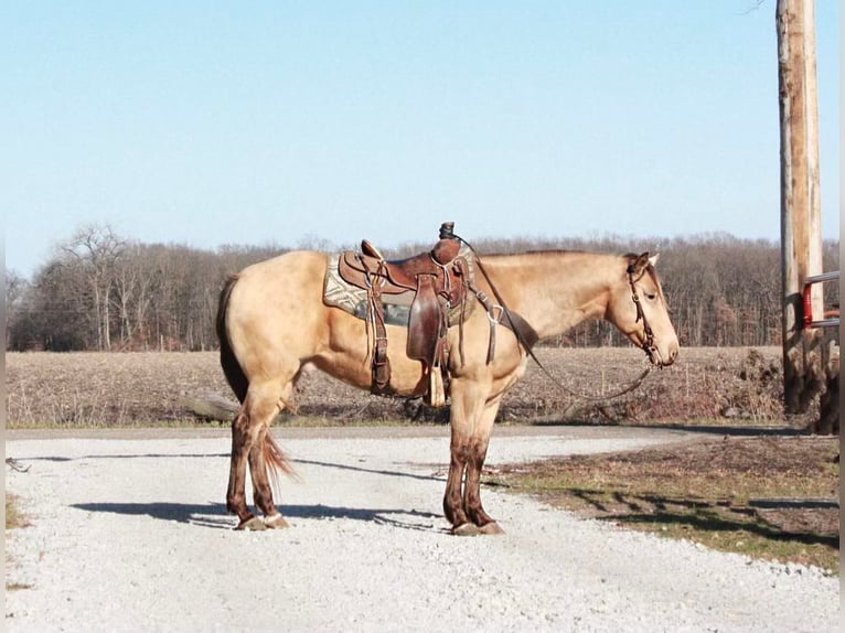 American Quarter Horse Wałach 13 lat 150 cm Jelenia in North Judson IN