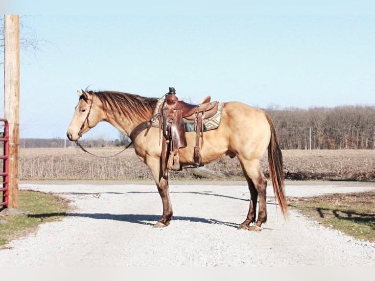American Quarter Horse Wałach 13 lat 150 cm Jelenia in North Judson IN