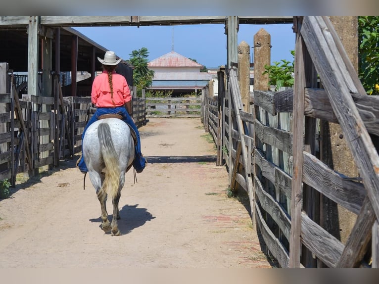 American Quarter Horse Wałach 13 lat 150 cm Siwa in Godley, TX