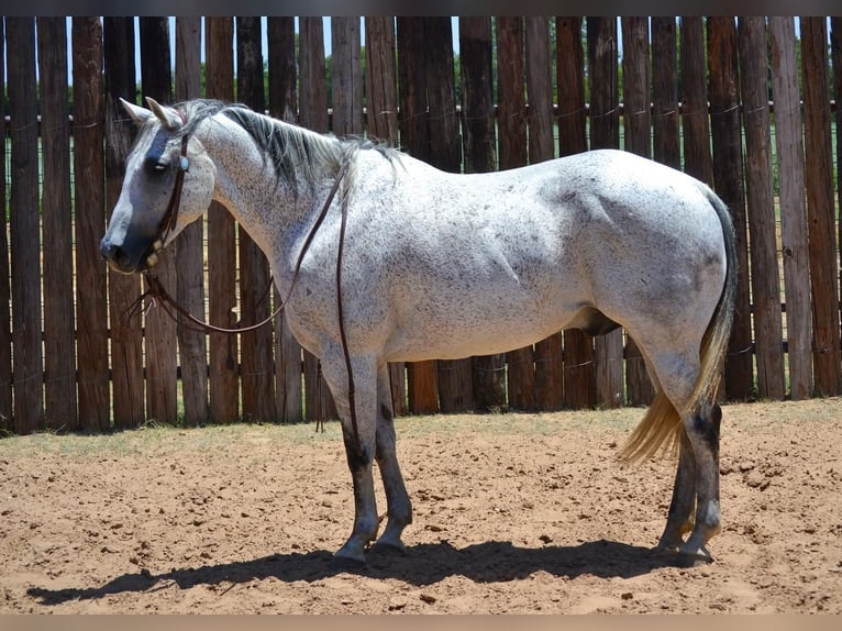 American Quarter Horse Wałach 13 lat 150 cm Siwa in Godley, TX