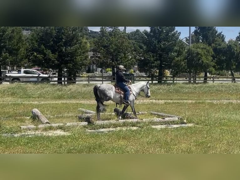 American Quarter Horse Wałach 13 lat 150 cm Siwa in Paicines CA