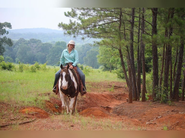 American Quarter Horse Wałach 13 lat 150 cm Tobiano wszelkich maści in Rusk TX