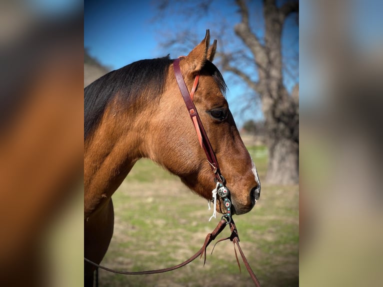 American Quarter Horse Wałach 13 lat 152 cm Bułana in King CIty KA