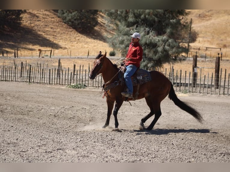 American Quarter Horse Wałach 13 lat 152 cm Bułana in Paicines CA