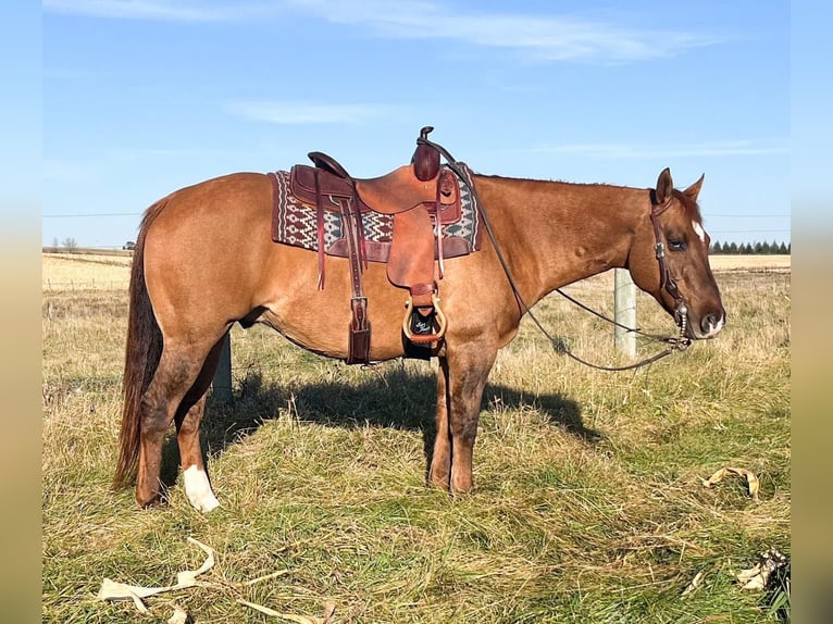 American Quarter Horse Wałach 13 lat 152 cm Bułana in River Falls WI