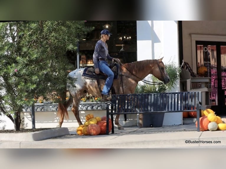 American Quarter Horse Wałach 13 lat 152 cm Bułana in Weatherford TX