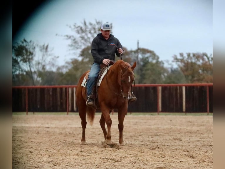 American Quarter Horse Wałach 13 lat 152 cm Cisawa in Grand Saline, TX