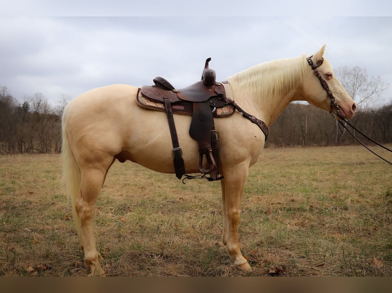 American Quarter Horse Wałach 13 lat 152 cm Cremello in Hillsboro KY