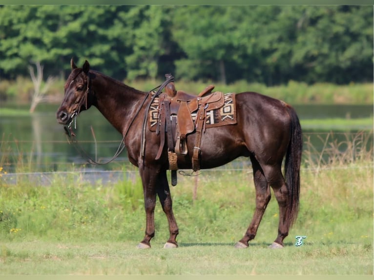 American Quarter Horse Wałach 13 lat 152 cm Gniada in Carthage, TX