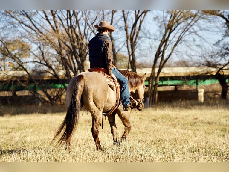 American Quarter Horse Wałach 13 lat 152 cm Grullo in Valley Springs, SD