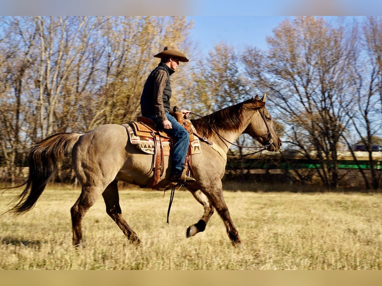 American Quarter Horse Wałach 13 lat 152 cm Grullo in Valley Springs, SD