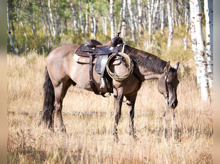 American Quarter Horse Wałach 13 lat 152 cm Grullo in Oakley UT
