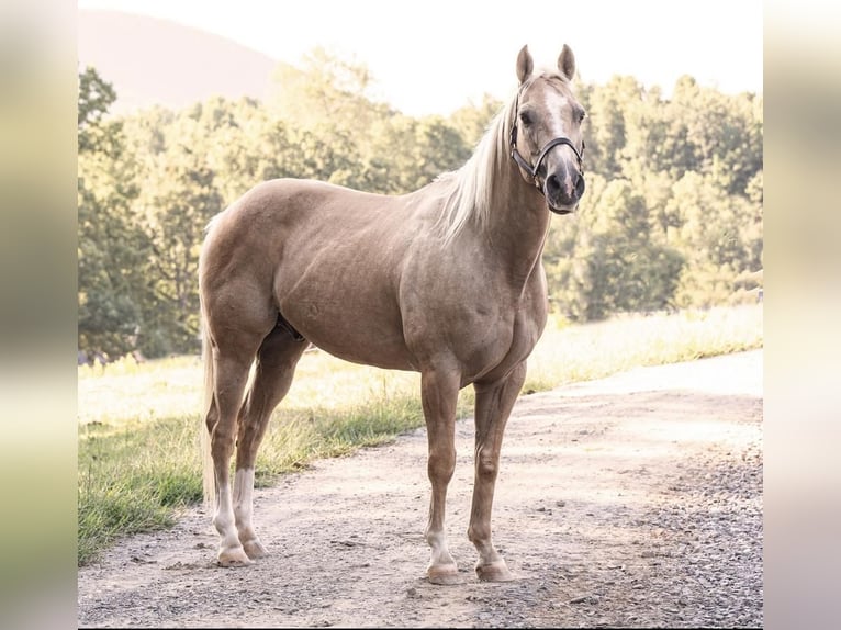 American Quarter Horse Wałach 13 lat 152 cm Izabelowata in Lowgap, NC