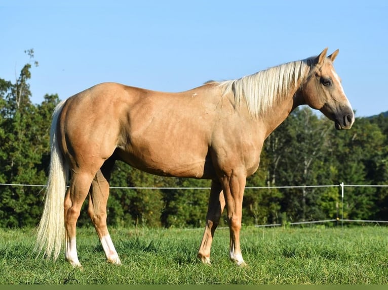 American Quarter Horse Wałach 13 lat 152 cm Izabelowata in Lowgap, NC