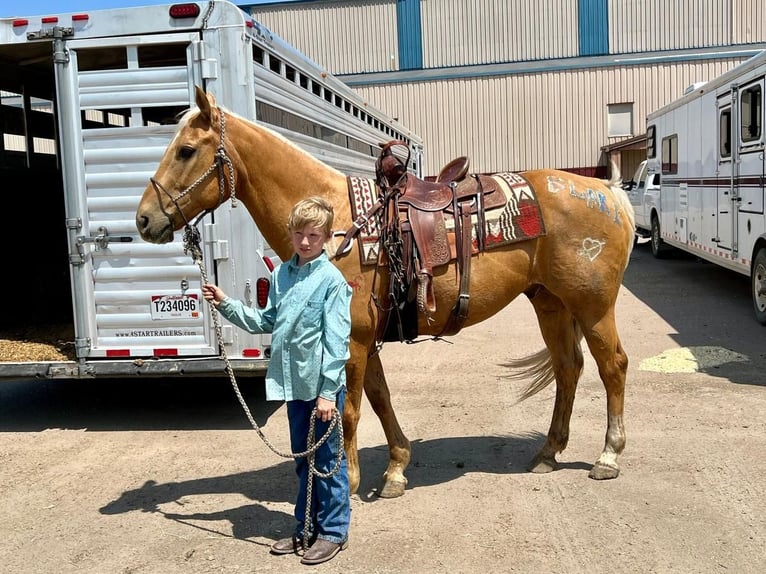 American Quarter Horse Mix Wałach 13 lat 152 cm Izabelowata in Valley Springs, SD