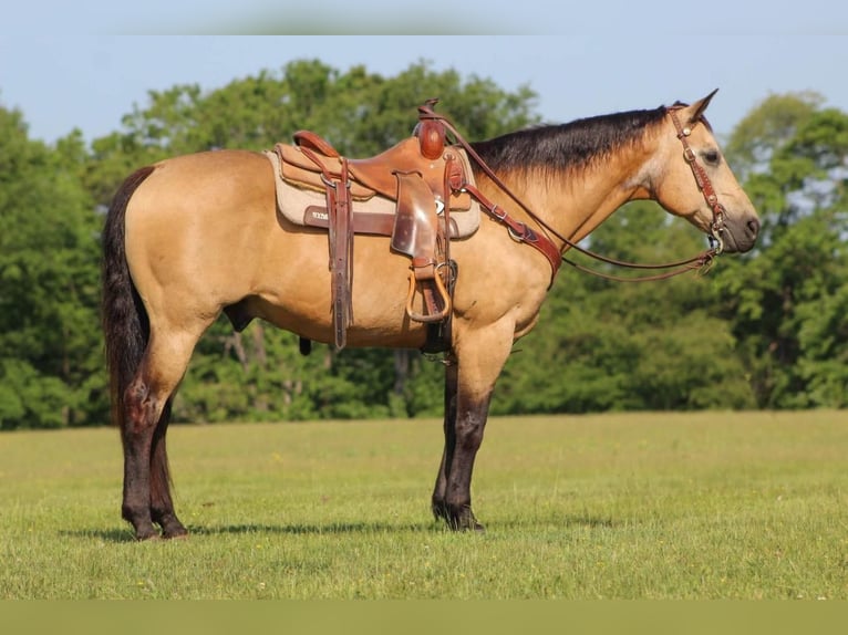 American Quarter Horse Wałach 13 lat 152 cm Jelenia in Clarion, PA