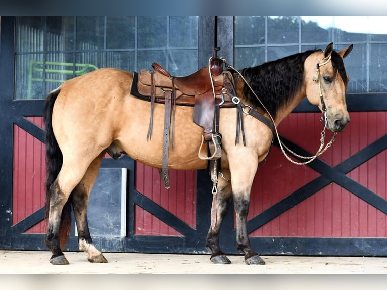American Quarter Horse Wałach 13 lat 152 cm Jelenia in Rebersburg