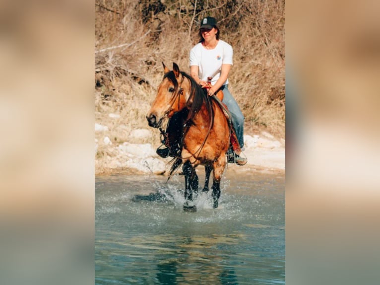 American Quarter Horse Wałach 13 lat 152 cm Jelenia in Bluff Dale, TX