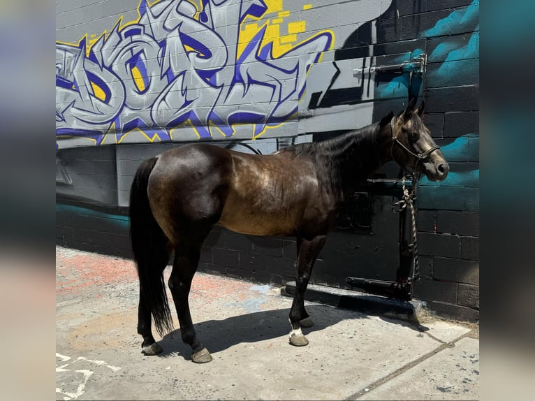 American Quarter Horse Wałach 13 lat 152 cm Jelenia in El Paso TX