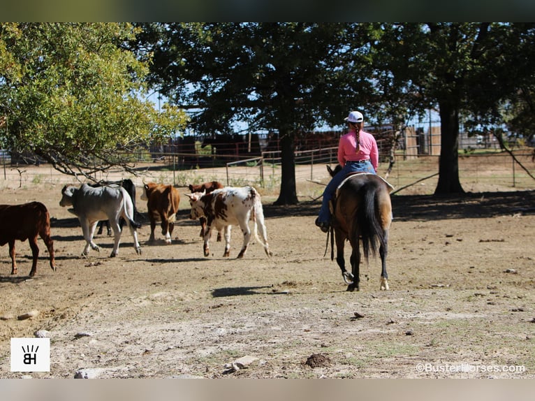 American Quarter Horse Wałach 13 lat 152 cm Jelenia in Weatherford TX