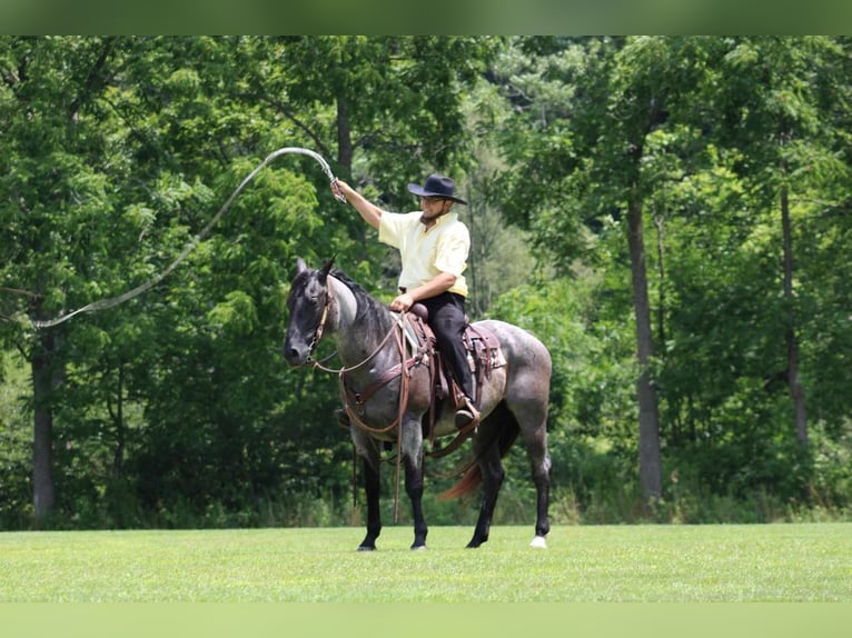American Quarter Horse Wałach 13 lat 152 cm Karodereszowata in Rebersburg, PA