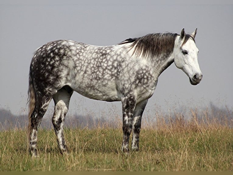 American Quarter Horse Wałach 13 lat 152 cm Siwa jabłkowita in Brodhead Ky