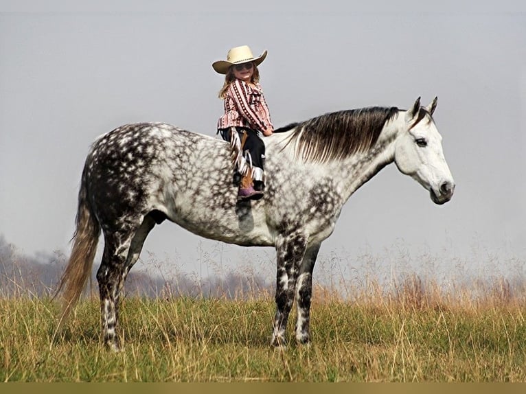 American Quarter Horse Wałach 13 lat 152 cm Siwa jabłkowita in Brodhead Ky