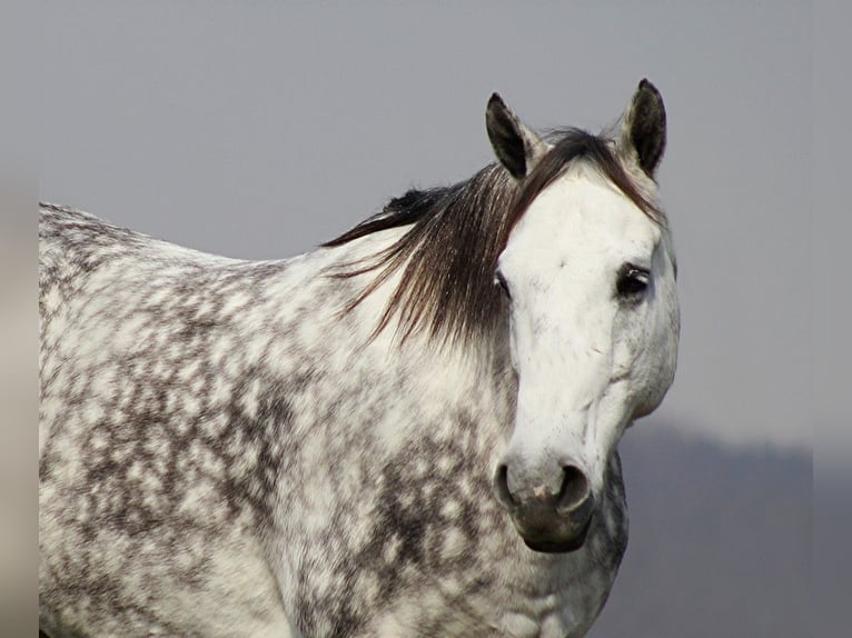 American Quarter Horse Wałach 13 lat 152 cm Siwa jabłkowita in Brodhead Ky