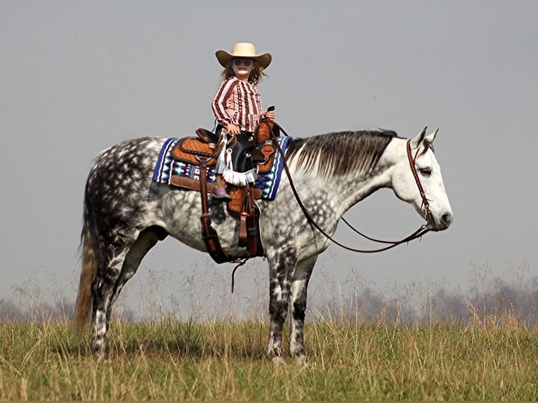 American Quarter Horse Wałach 13 lat 152 cm Siwa jabłkowita in Brodhead Ky