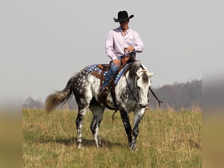 American Quarter Horse Wałach 13 lat 152 cm Siwa jabłkowita in Brodhead Ky