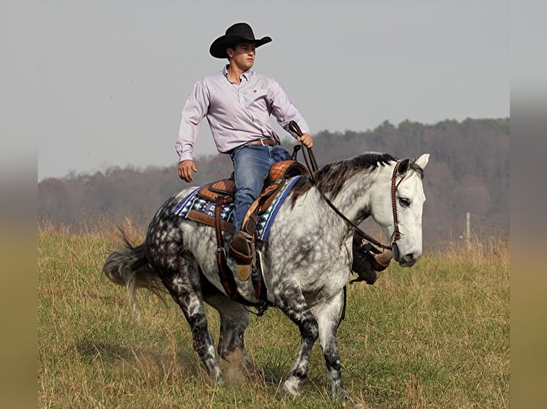 American Quarter Horse Wałach 13 lat 152 cm Siwa jabłkowita in Brodhead Ky