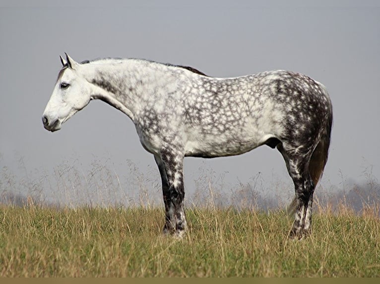 American Quarter Horse Wałach 13 lat 152 cm Siwa jabłkowita in Brodhead Ky