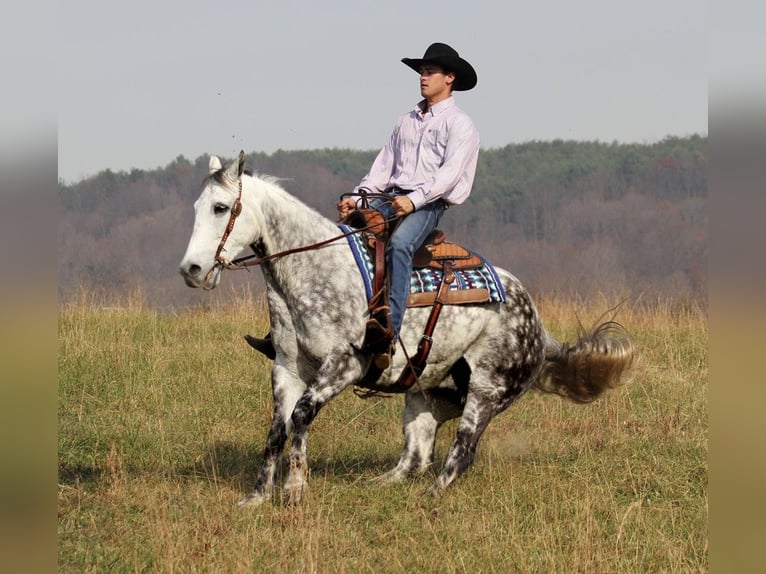 American Quarter Horse Wałach 13 lat 152 cm Siwa jabłkowita in Brodhead Ky