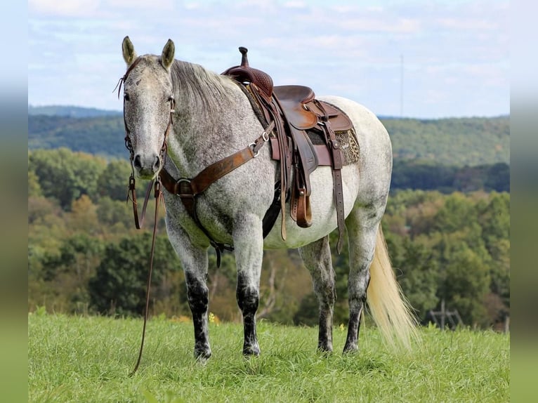 American Quarter Horse Mix Wałach 13 lat 152 cm Siwa in Clarion, PA