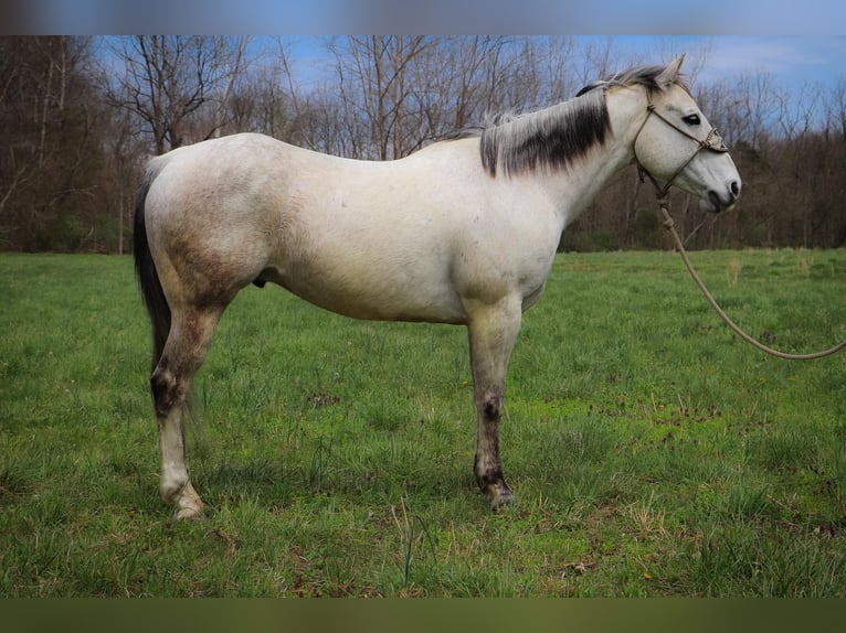 American Quarter Horse Wałach 13 lat 152 cm Siwa in Hillsboro KY