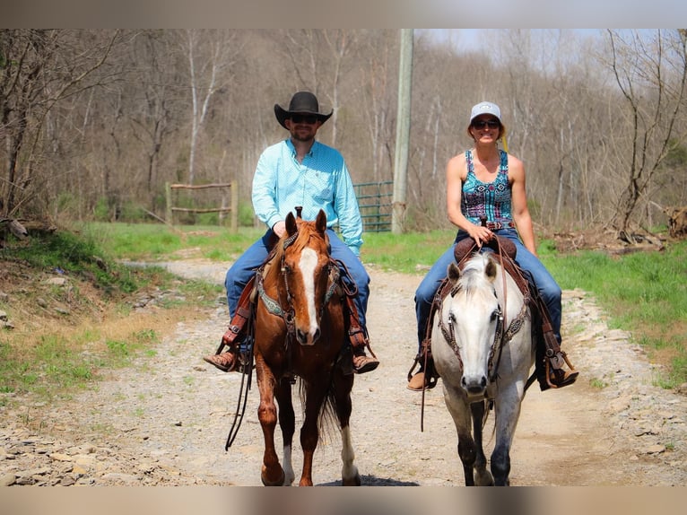 American Quarter Horse Wałach 13 lat 152 cm Siwa in Hillsboro KY