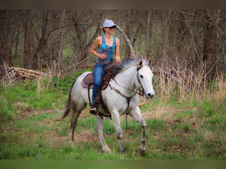 American Quarter Horse Wałach 13 lat 152 cm Siwa in Hillsboro KY