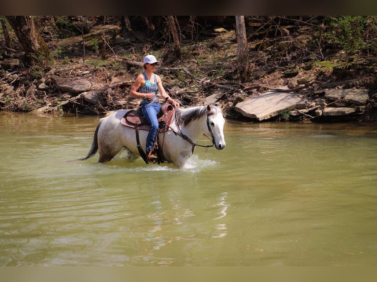 American Quarter Horse Wałach 13 lat 152 cm Siwa in Hillsboro KY