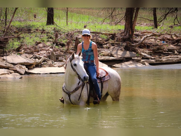 American Quarter Horse Wałach 13 lat 152 cm Siwa in Hillsboro KY