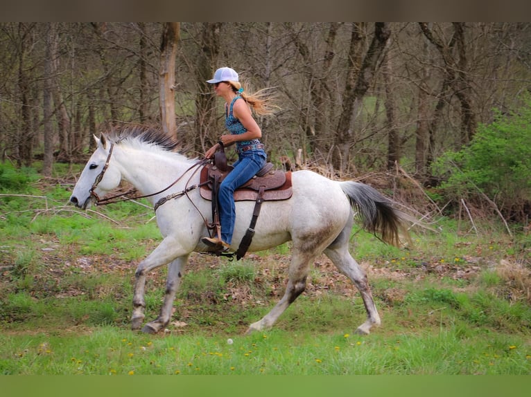 American Quarter Horse Wałach 13 lat 152 cm Siwa in Hillsboro KY